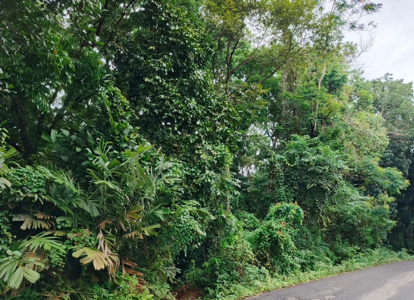 Diduga Kurangnya Sosialisasi, Warga Muncang Tak Pahami Akses Program TJSL Perhutani