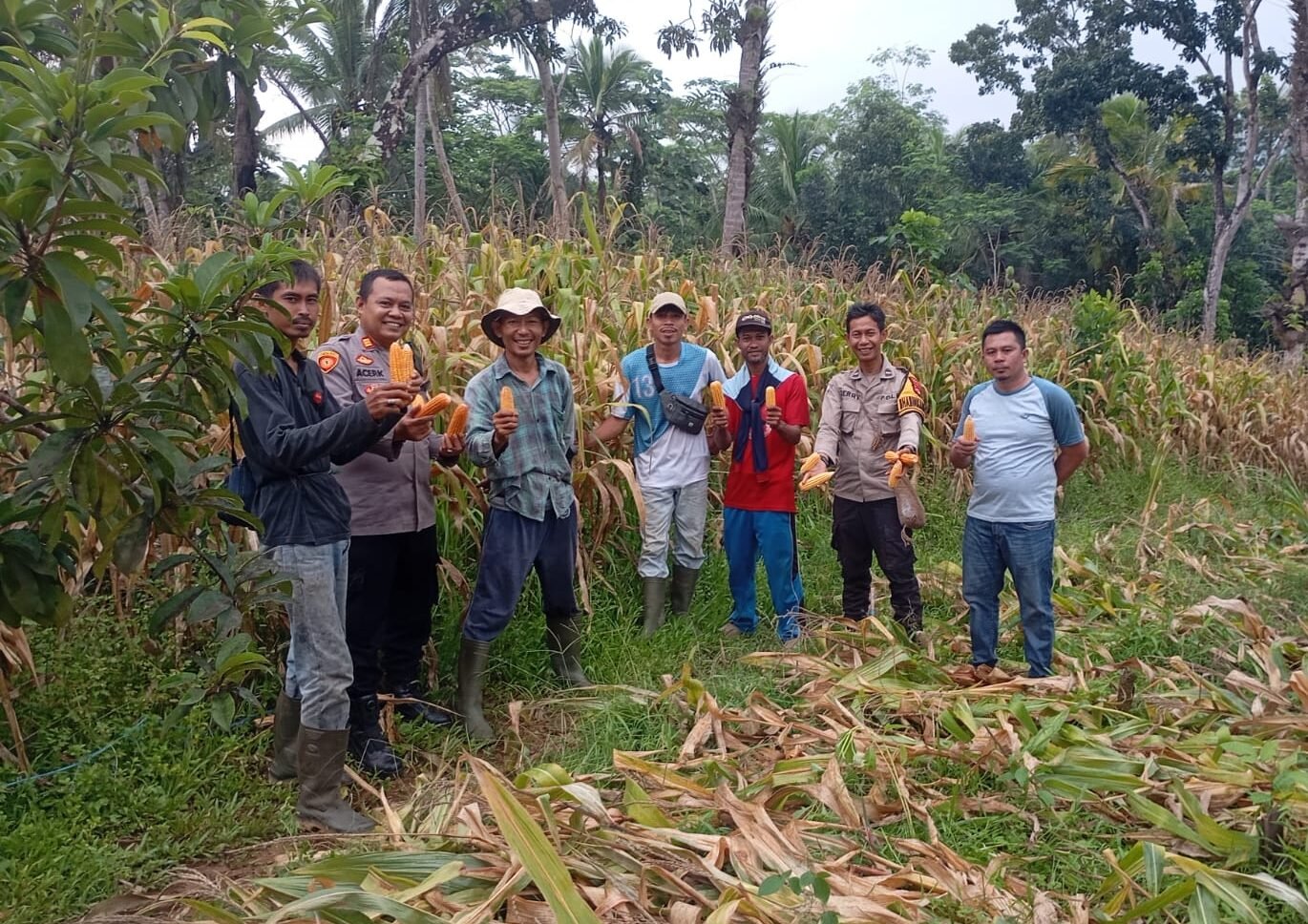 Polsek Panggarangan Gelar Panen Raya Jagung Hibrida, Dukung Swasembada Pangan