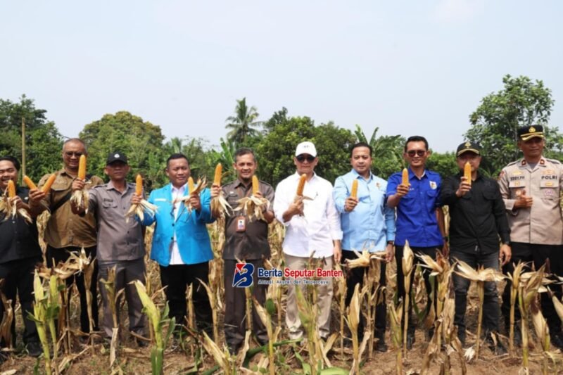 KNPI Lebak mengalokasikan hasil panen jagung untuk beasiswa, bantuan sosial, dan pesantren. Wagub Banten mengapresiasi peran pemuda. (Istimewa) Pemprov Banten.